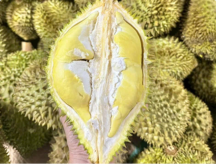 SẦU RIÊNG MONTHONG