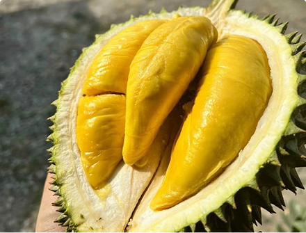 sầu riêng musang king-9159