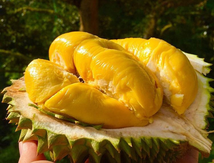Chế biến sầu riêng