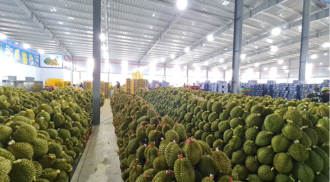 Thu mua sầu riêng